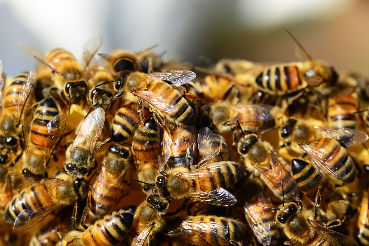 abejas insecto mas inteligente samco